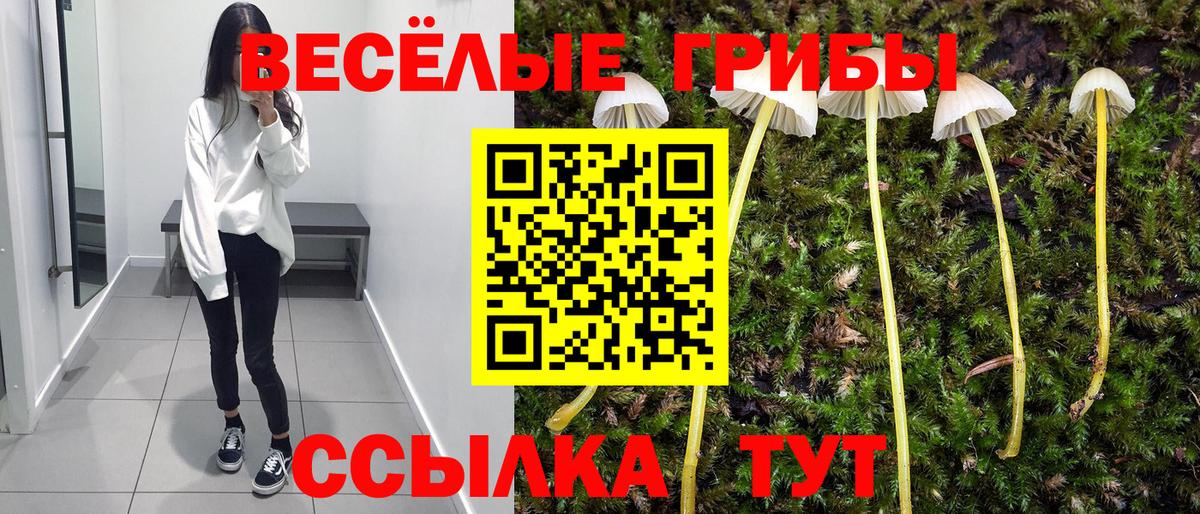 Галлюциногенные грибы GOLDEN TEACHER  купить  цена  Сальск  Вход с VPN 